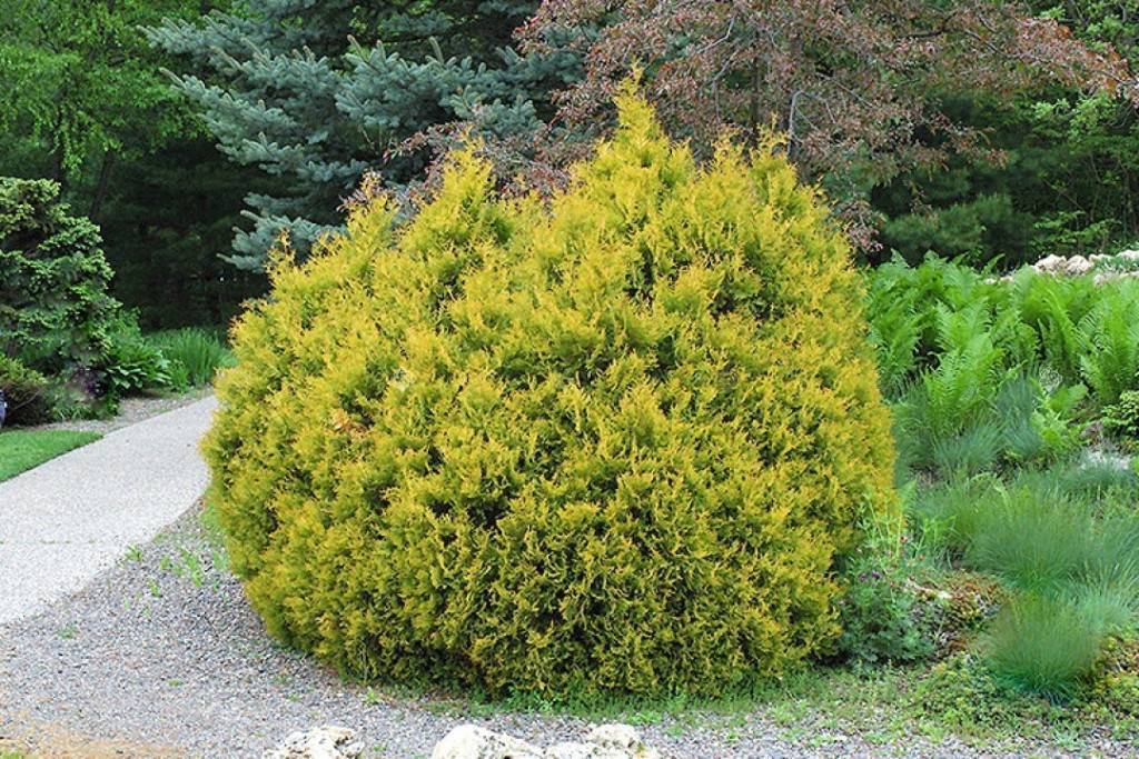 Туя рейнголд (западная thuja occidentalis rheingold): описание, применение в ландшафтном дизайне, посадка и уход, фото
