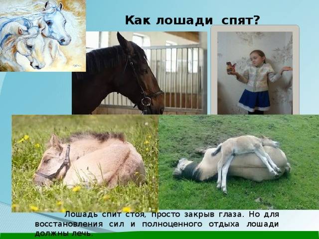 Как спят лошади: стоя или лежа на боку?