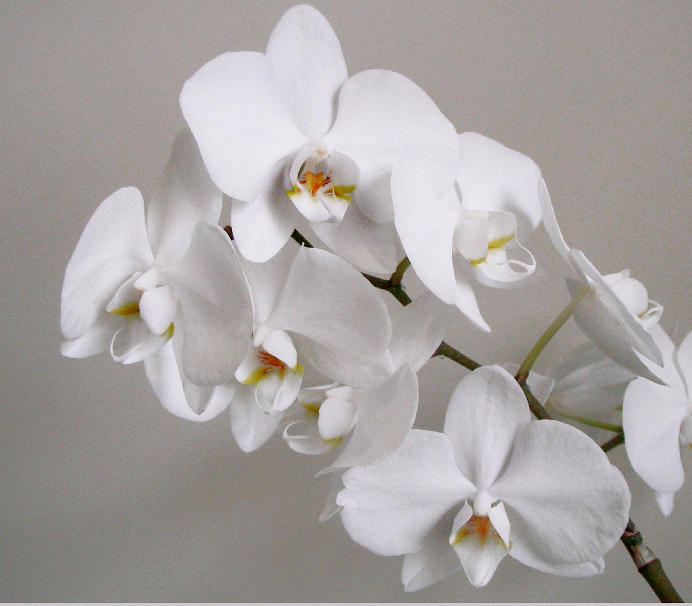 Как вырастить в домашних условиях орхидею: виды размножения, условия выращивания и особенности ухода - sadovnikam.ru