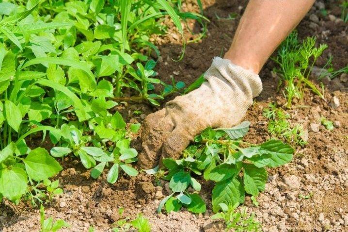 Средства от сорняков в огороде навсегда: инструкция по применению