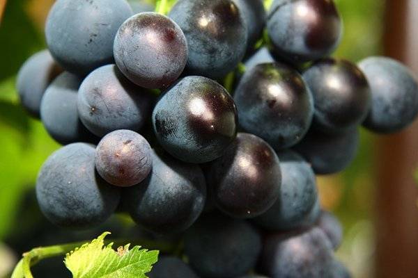 Виноград кубань: описание сорта, фото, отзывы, посадка и уход