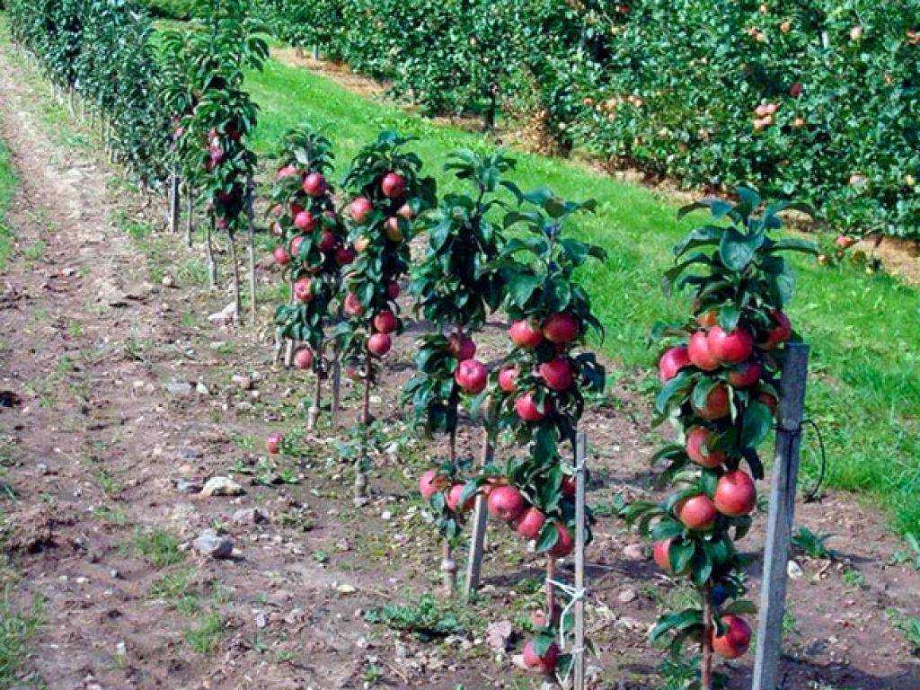Ауксис – прихотливая яблоня с вкуснейшими плодами