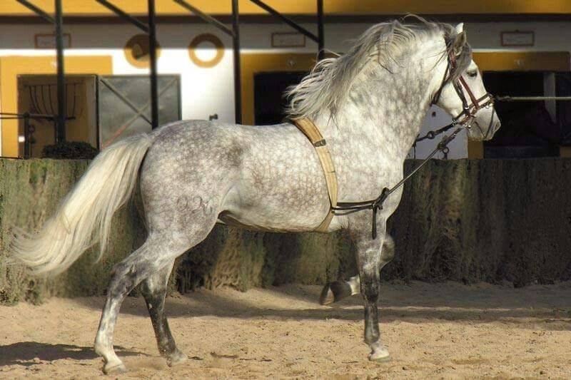 Андалузская порода лошадей: фото, описание, отзывы