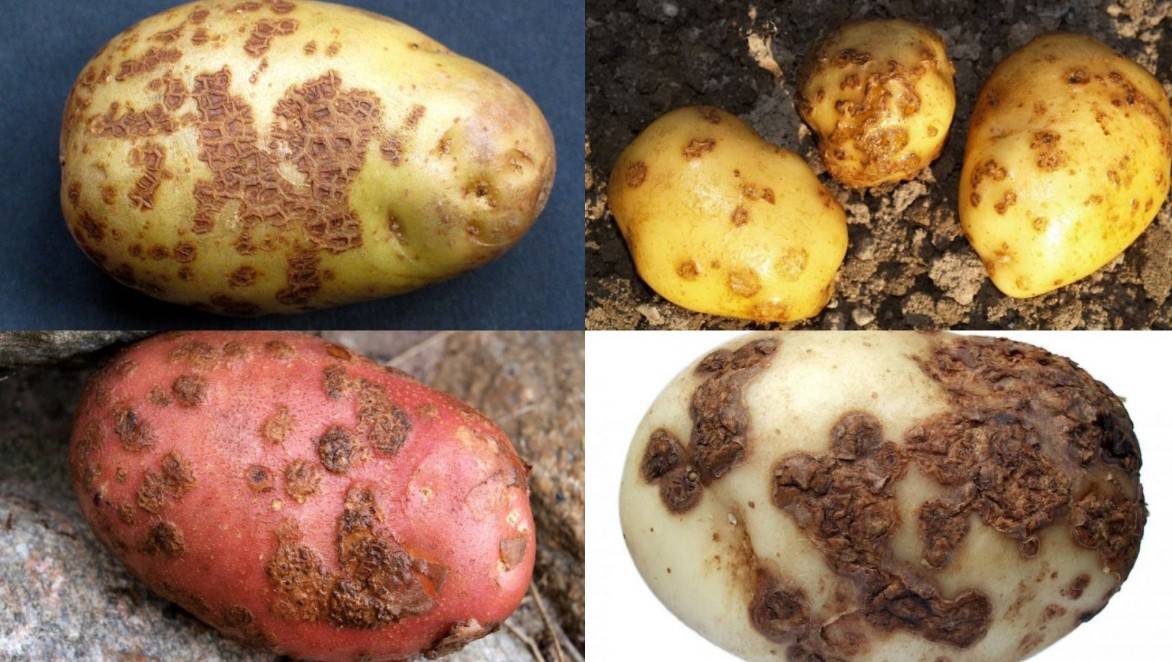 Вредители картофеля