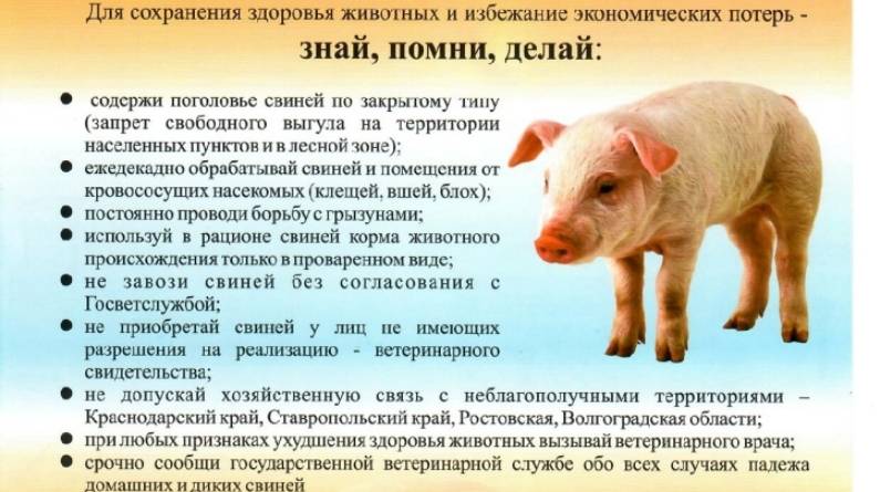 Болезни свиней: симптомы и лечение, фото, признаки