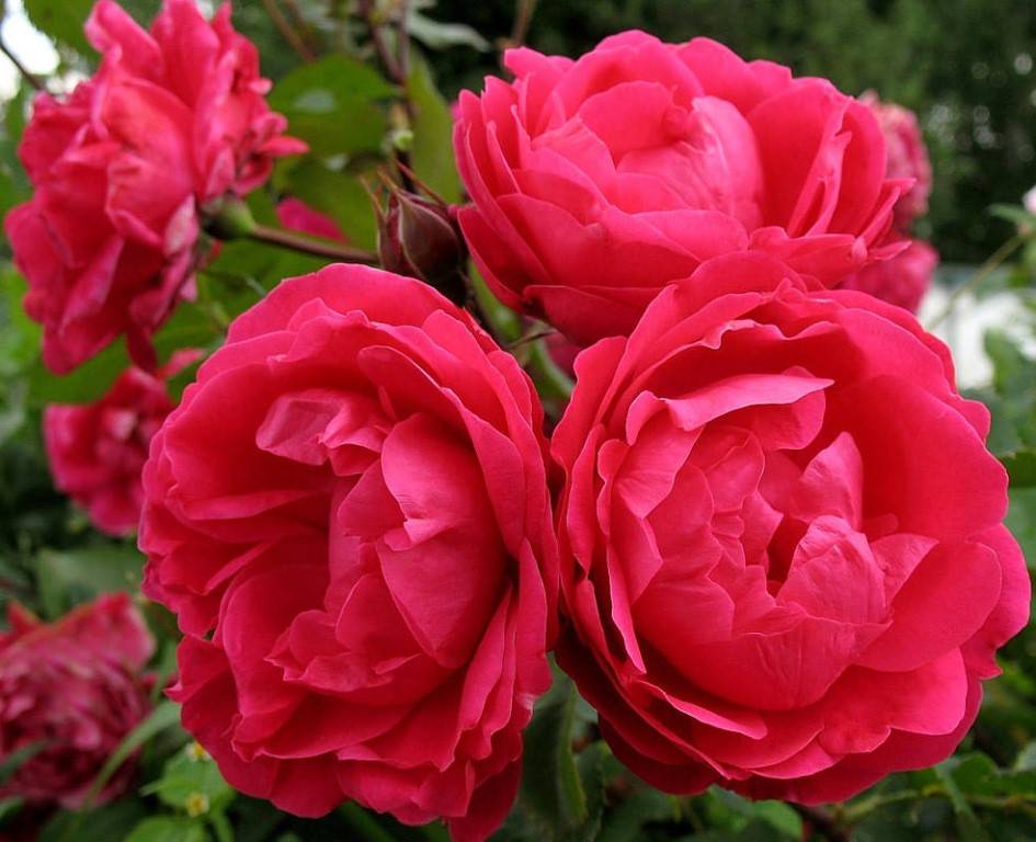 Роза «александр маккензи»: описание сорта, фото и отзывы