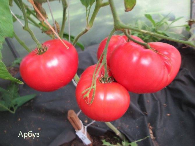 Томат декоративный арбузик — урожайность, описание, характеристики, отзывы