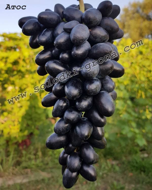 Виноград атос: описание сорта, фото, отзывы