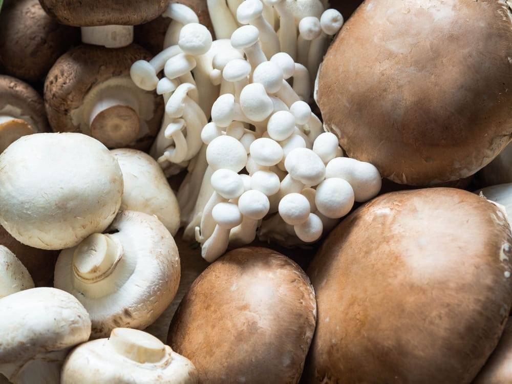 Разрешено ли маме на грудном вскармливании употреблять в пищу грибной суп? мнение врачей