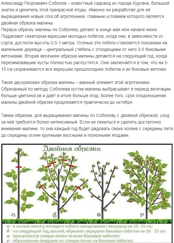 Как обрезать малину весной для начинающих схемы с подробным