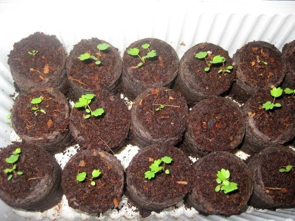 Как вырастить клубнику из семян в домашних условиях на рассаду своими руками