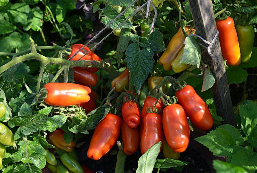 Томат «гном». описание сорта и характеристика урожайности помидора (фото)
