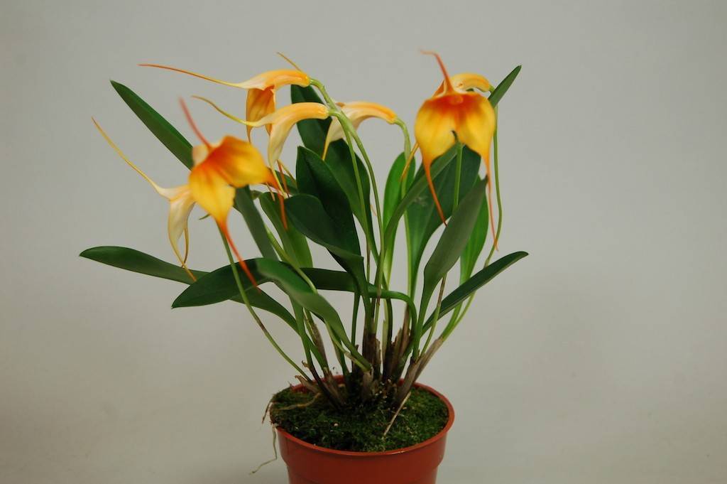 Лудизия или драгоценная орхидея: уход в домашних условиях