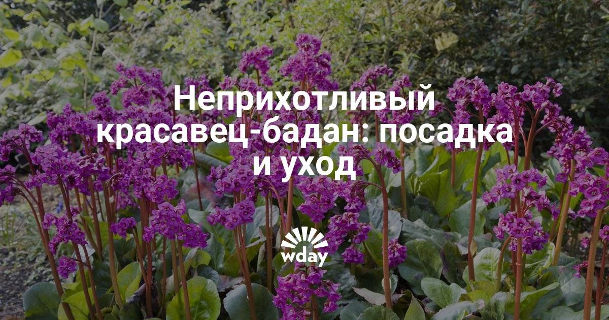 Цветок бадан фото и описание посадка