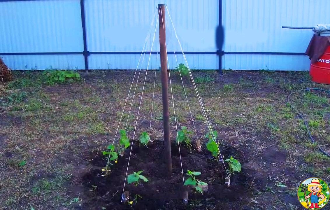 Выращивание огурцов. полная инструкция: от посева семян до сбора урожая