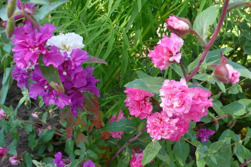 Цветы кларкия фото и выращивание
