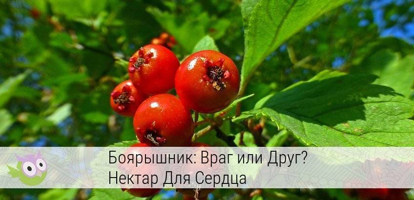 Цветы боярышника: лечебные свойства и противопоказания, применение