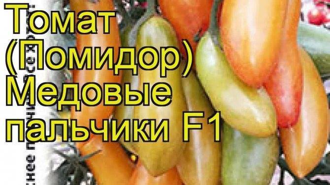 Томат "медовые пальчики f1": характеристика и описание сорта, фото помидоры русский фермер