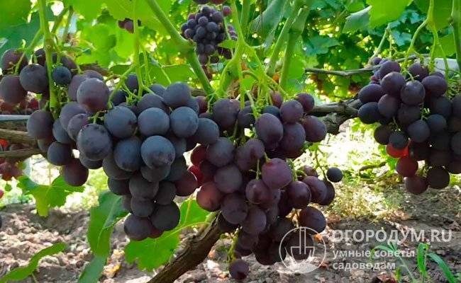 Виноград "рошфор": описание сорта, фото, отзывы