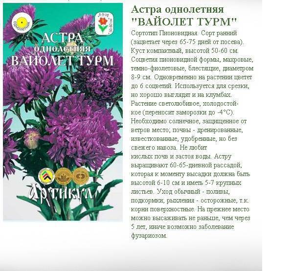 Посадка и уход за астрами в открытом грунте, выращивание из семян