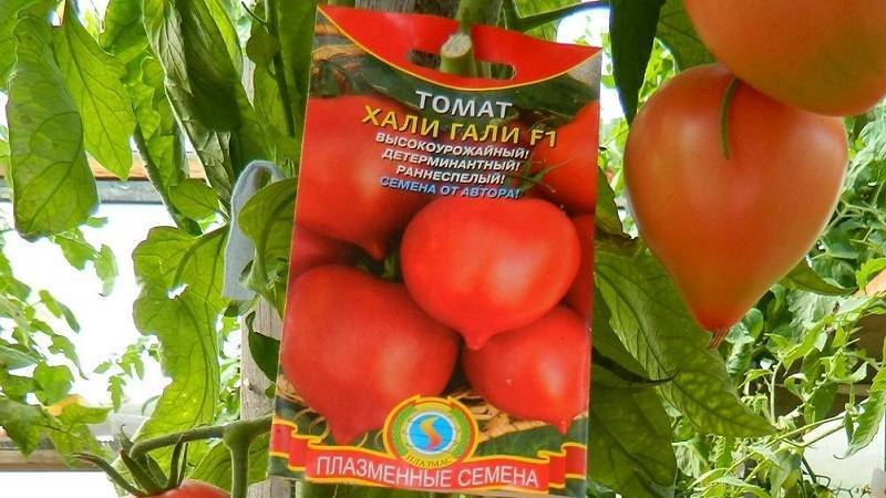 Томат хали-гали f1: характеристика и описание сорта, фото, отзывы, урожайность