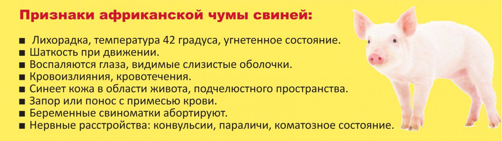 Африканская чума свиней: описание, признаки и лечение