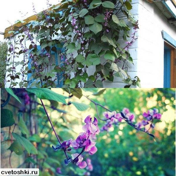 Популярные и неприхотливые сорта вьющейся фасоли