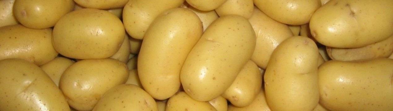 Картофель "скарб": характеристика и описание сорта, фото