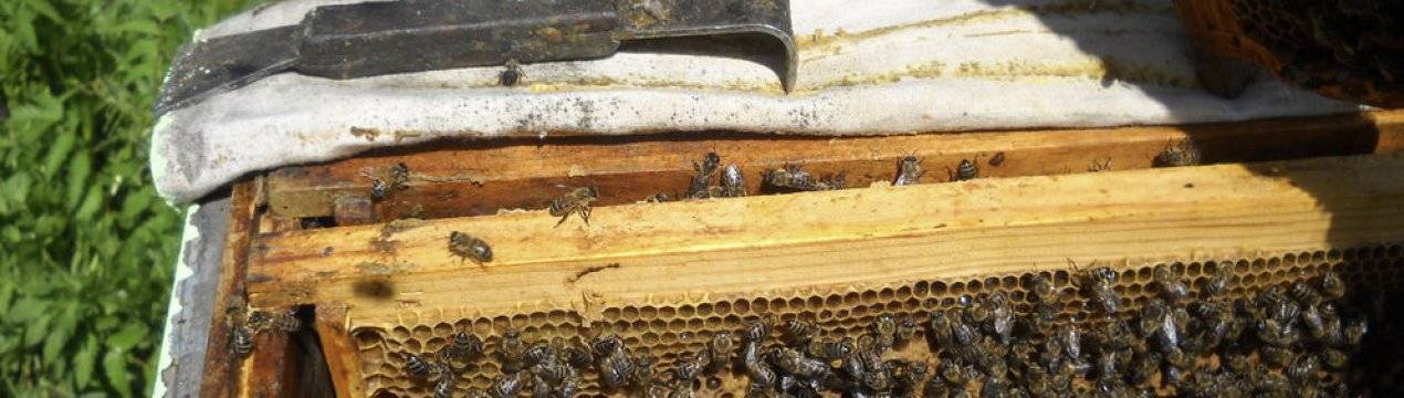 Объединение пчелосемей поздней осенью