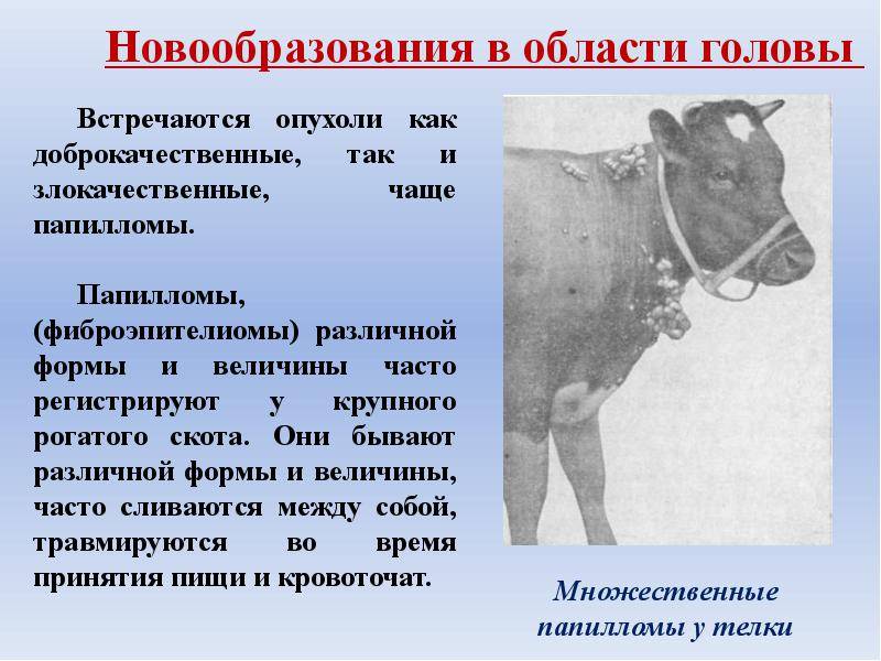 У коровы на вымени бородавки, что делать, как избавиться