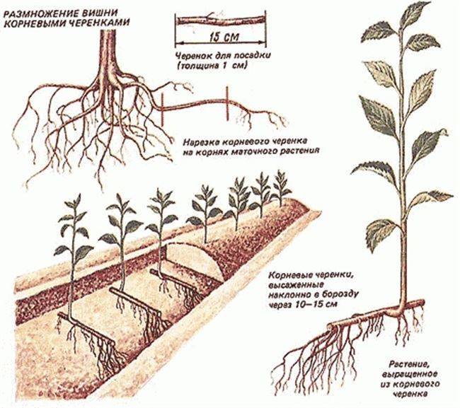 Вишня – выращивание и уход - сад 6 соток