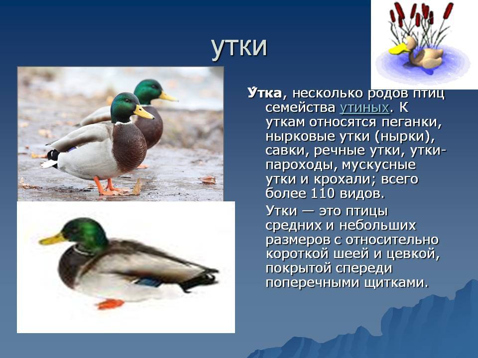 Как отличить утку от селезня, определяем пол утки с первых недель