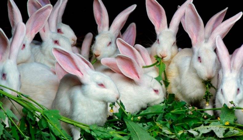 Можно кроликам давать одуванчики. Кролики домашние много. Кролики только на лето. Какую траву едят кролики. Силос для кроликов.