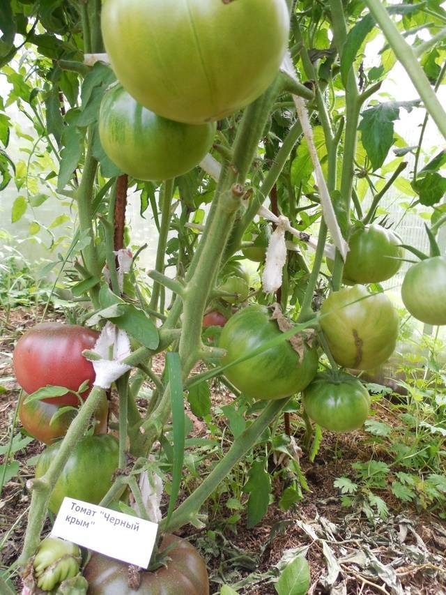 Завоевавший сердца огородников всего мира — томат крымский черный: характеристики и описание сорта