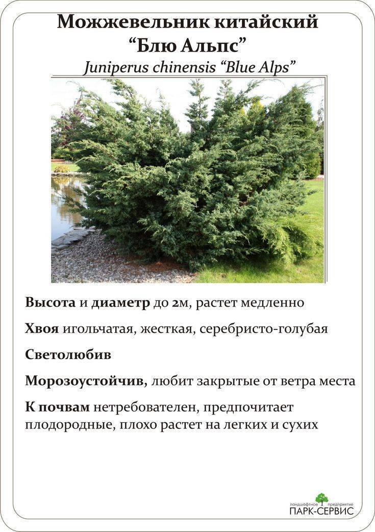 Можжевельник "блю альпс": особенности сорта, описание, посадка и уход