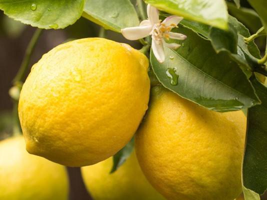 Лимон это фрукт или овощ?