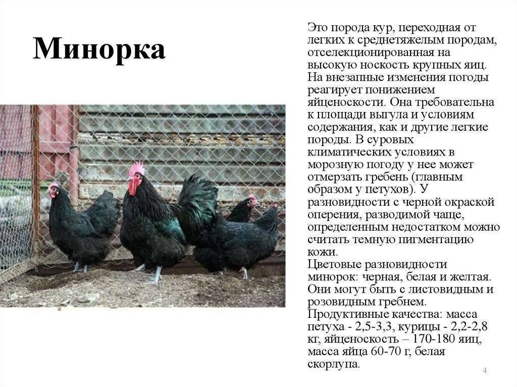Породы кур мясо-яичного направления с фотографиями и названиями для разведения в домашних условиях
