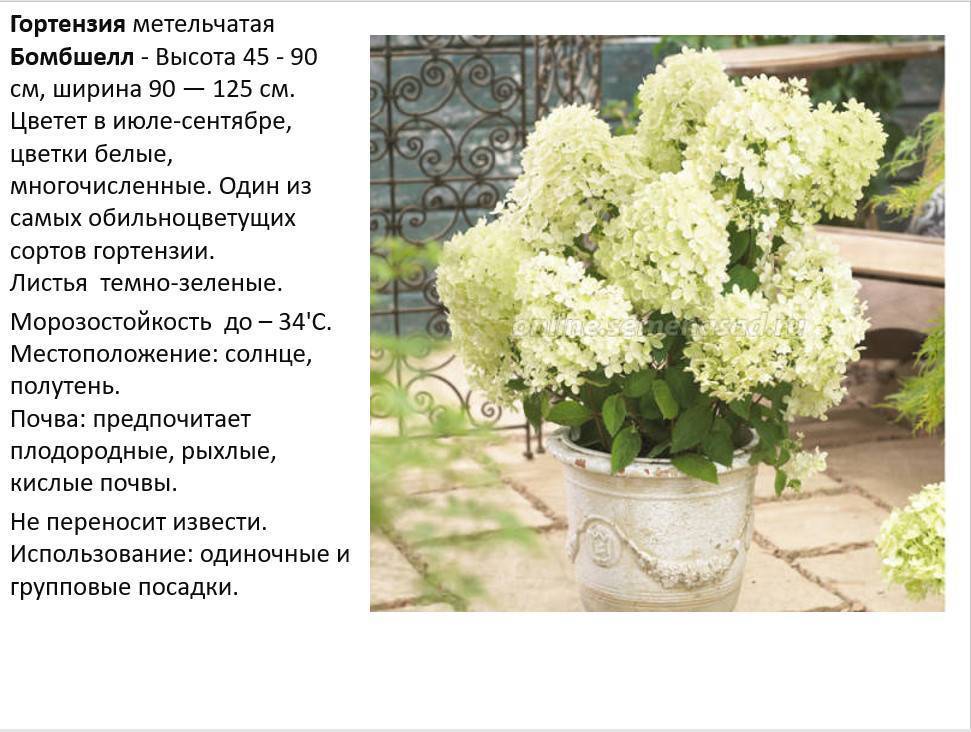 Гортензия долли: описание и фото, посадка, уход, отзывы
