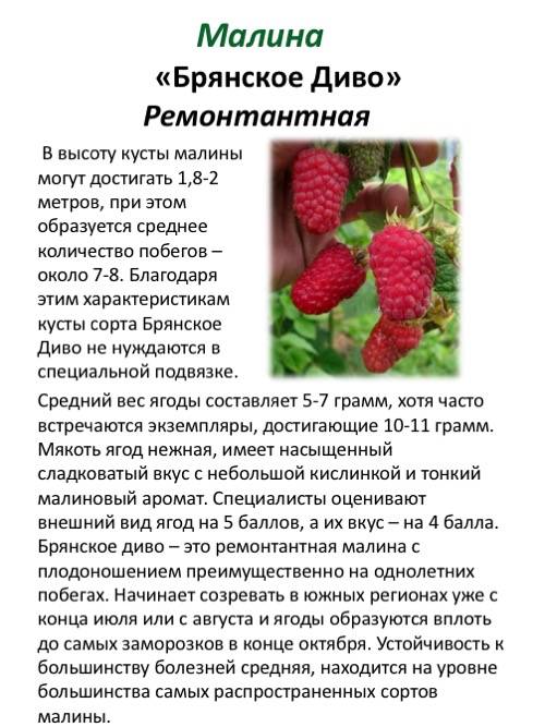 Малина брянское диво: описание сорта, фото, отзывы садоводов, урожайность, посадка и уход