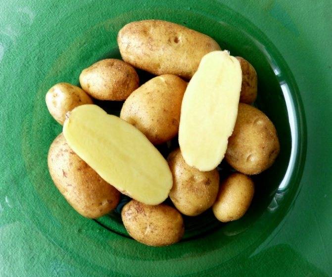 Картофель молли