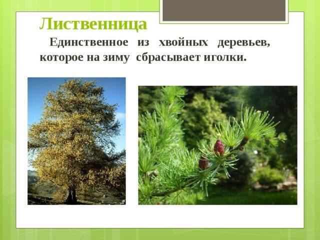 Лиственница