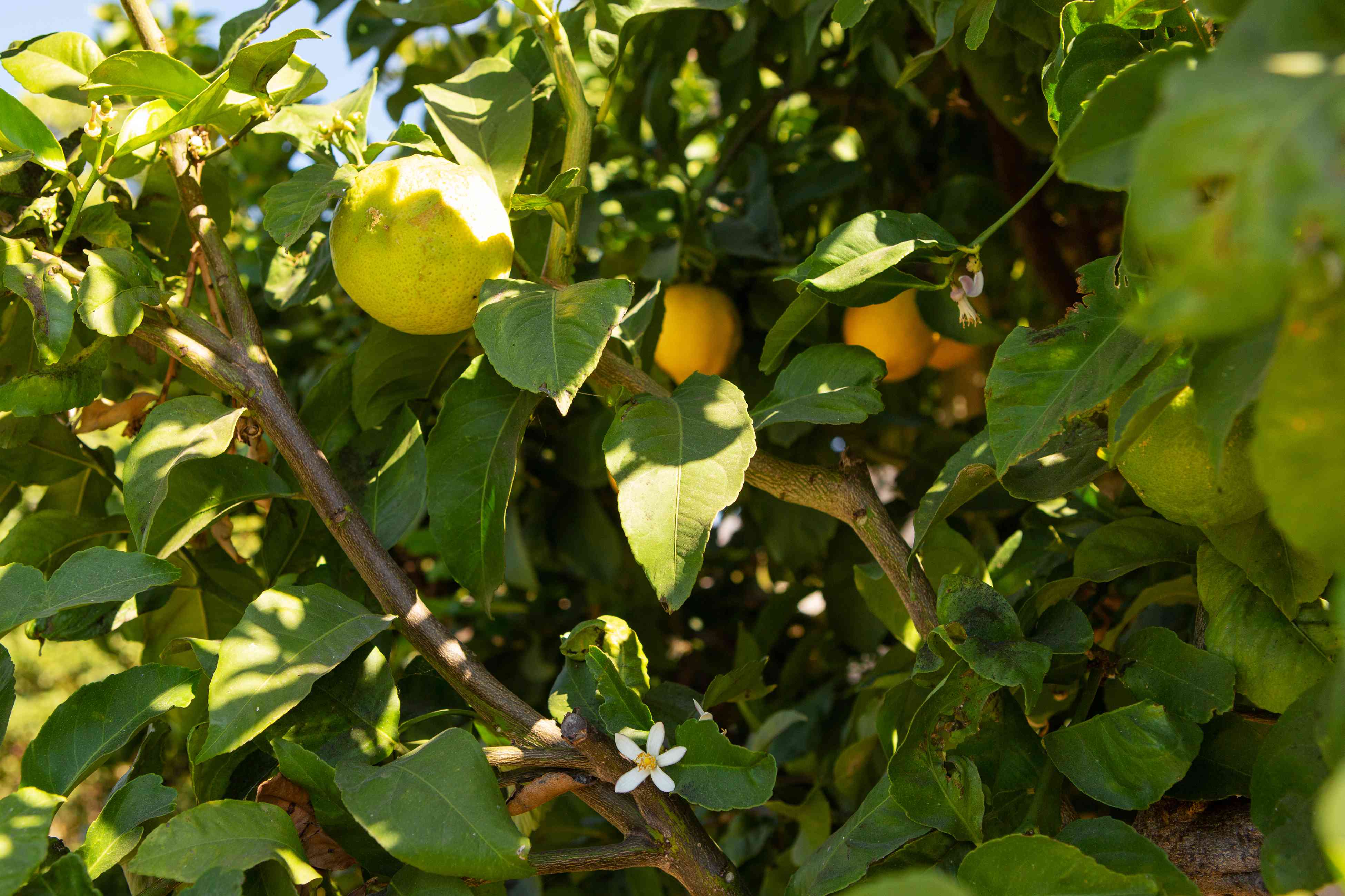 Лимон ташкентский | топ сад
