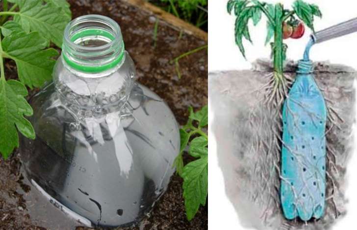 Посадка огурцов в 5-литровых бутылках: правила выращивания и ухода с видео