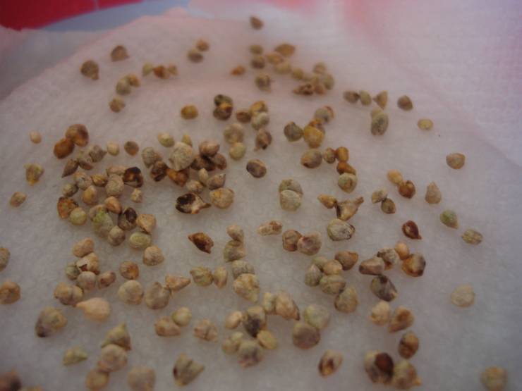 Перец и баклажаны – подготовка и посев семян