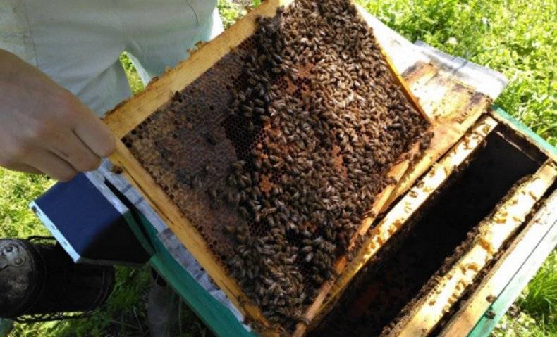 Настойка из пчелиного подмора на самогоне: рецепты, польза и отзывы