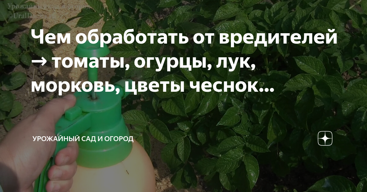 Препарат хом: инструкция по применению фунгицида, отзывы, состав, аналоги, плюсы и минусы, обработка огурцов, томатов, деревьев, цветов