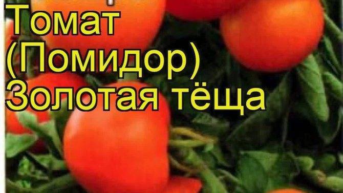 Томат золотая теща: отзывы, фото, урожайность, описание и характеристика