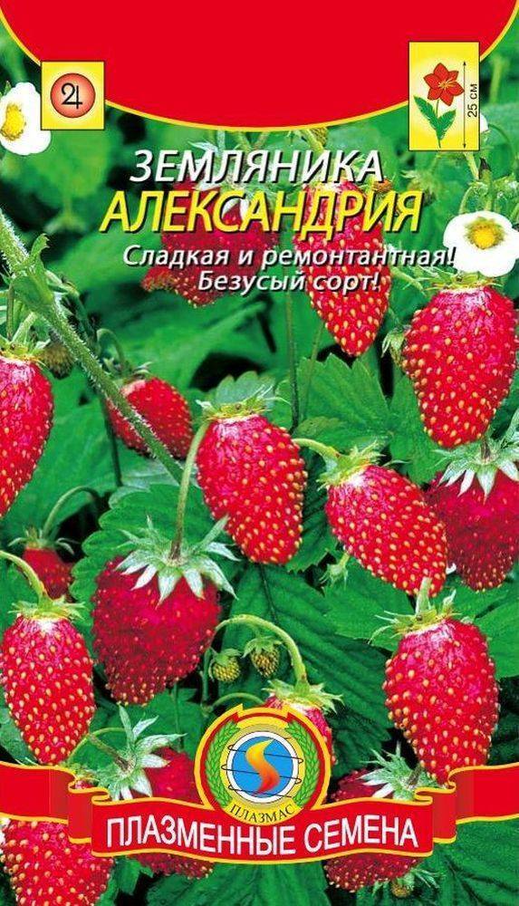 ✅ о землянике александрина: описание и характеристики сорта, посадка, уход