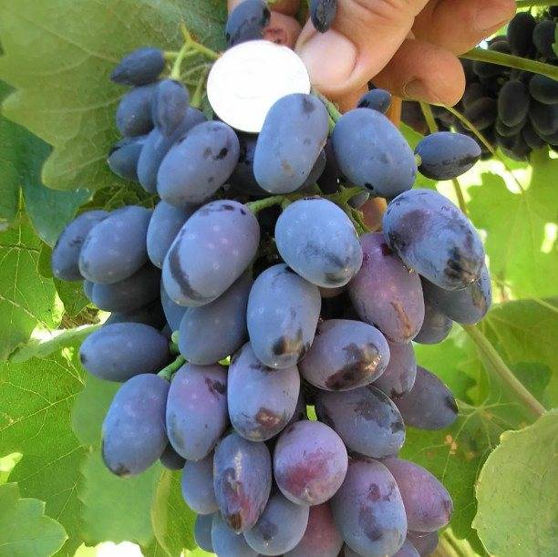 Виноград кодрянка: описание сорта, характеристика, особенности выращивания, отзывы :: syl.ru