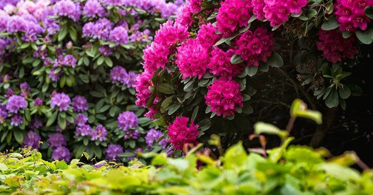 Как определить, почему не цветет рододендрон?